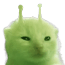 gatito